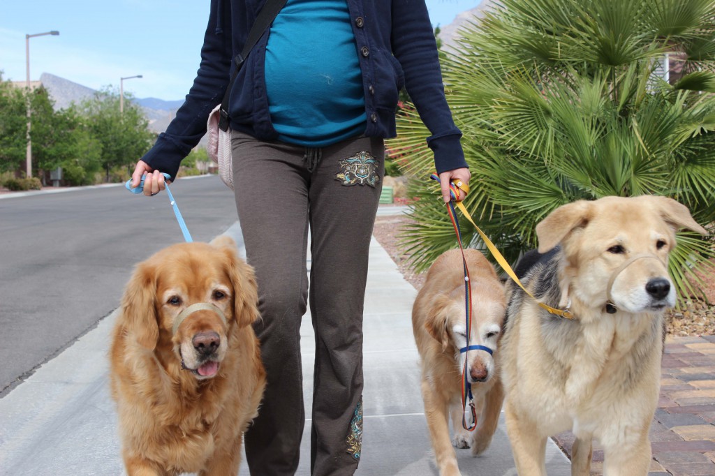 michelle walking with ickey and heidi