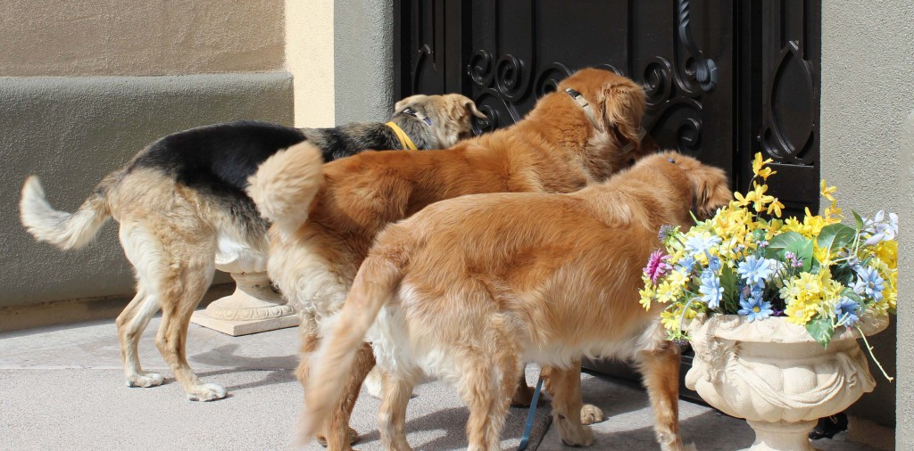 Dogs Waiting to Into the House