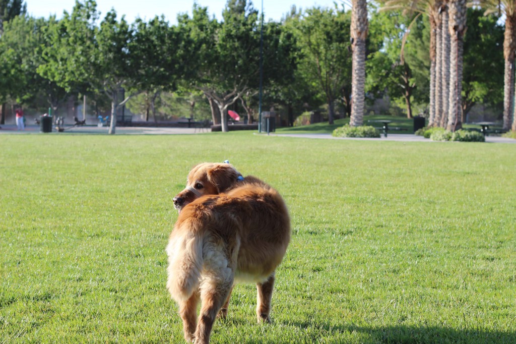 Ickey Enjoying the Park