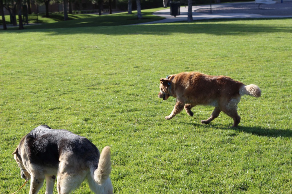 Ickey Running at the Park