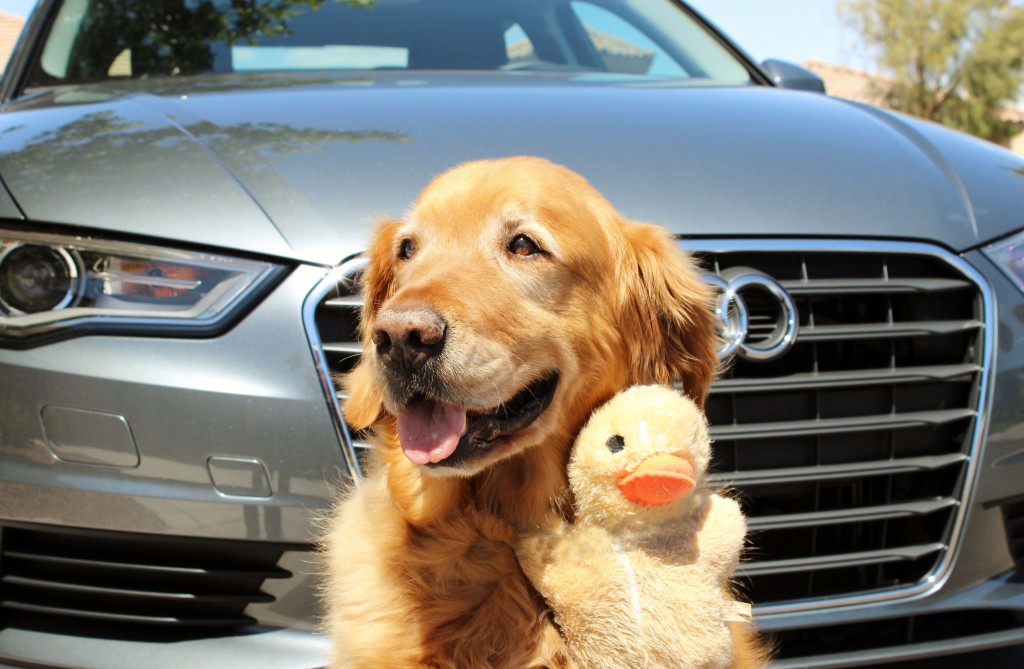 Ickey with his chick in front of an Audi