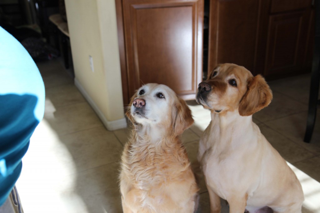 Michelle and Ickey Begging for Food