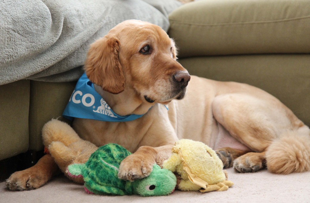 Ickey standing guard with his toys