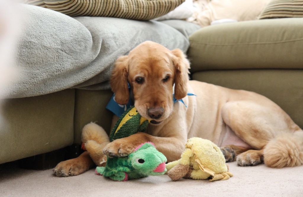 Ickey playing with his new Corn Toy