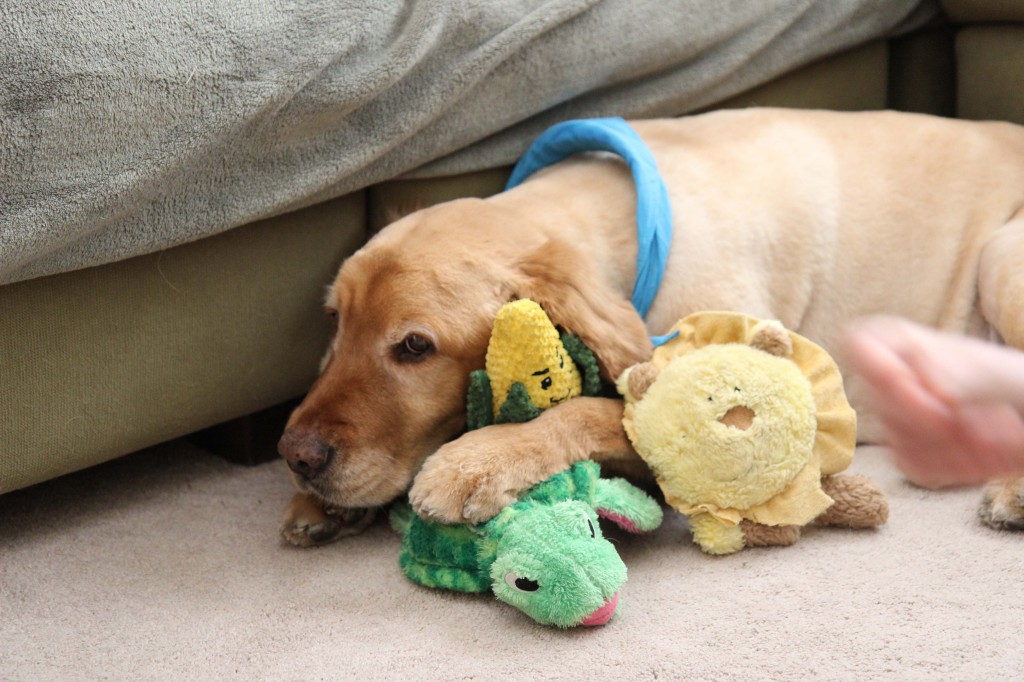 Ickey looking Sad with his new Corn Toy