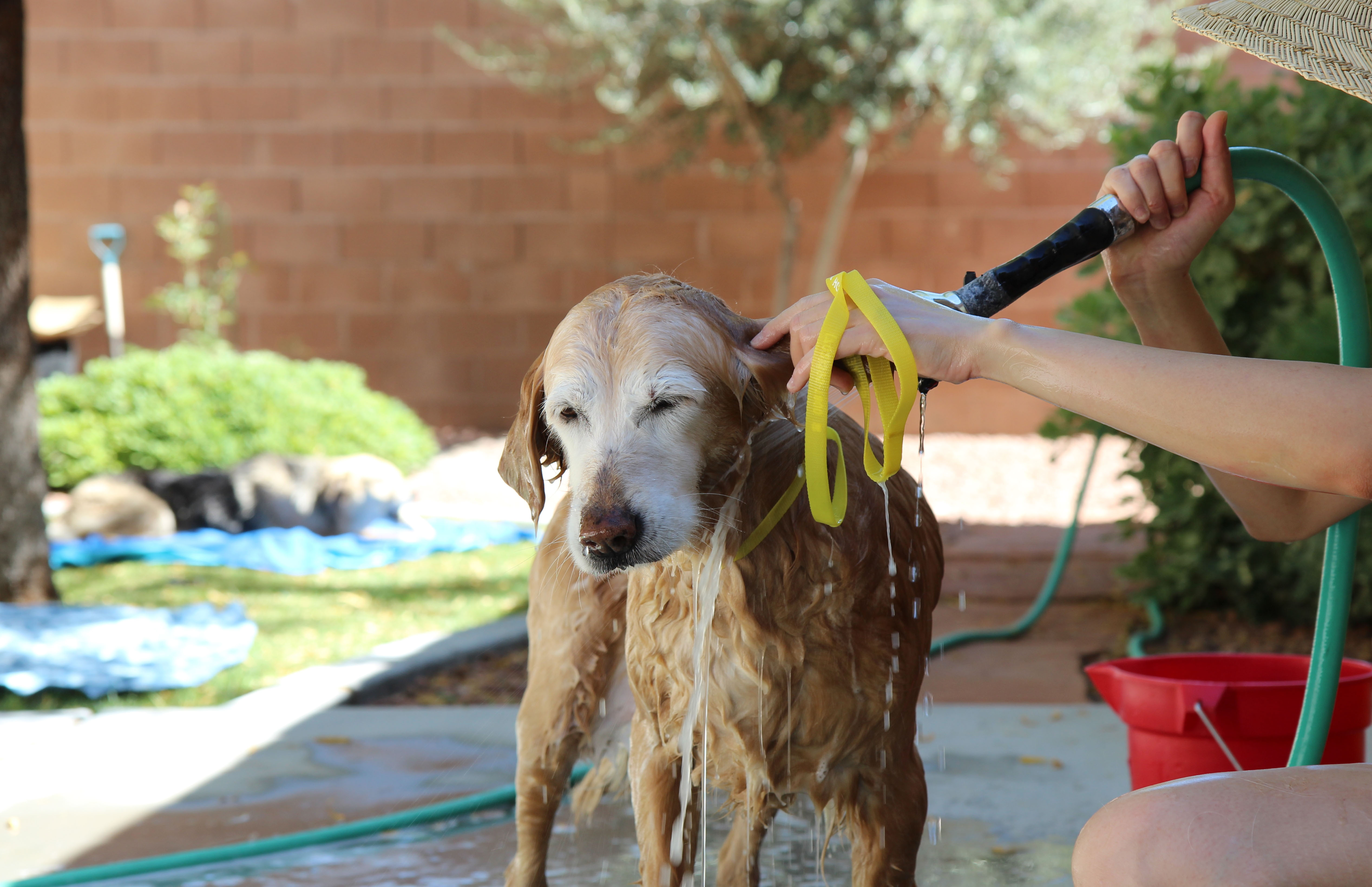 Michelle getting her monthly bath