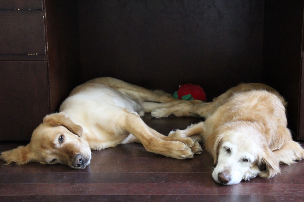 Ickey and Michelle hanging out under my desk