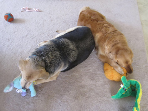 Heidi and Ickey playing with toys