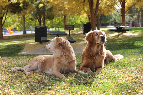 Ickey and Michelle at the Park