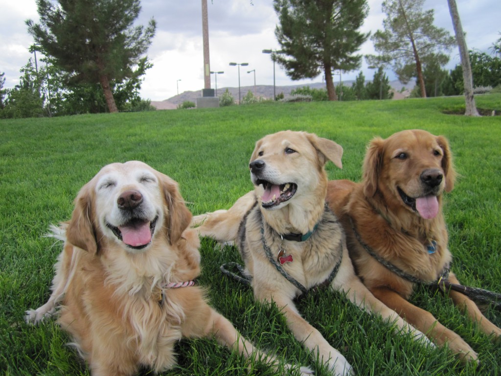 Michelle, Heidi, and Ickey at the park