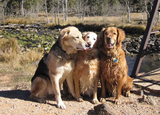 Heidi, Michelle, and Ickey at Duck Creek