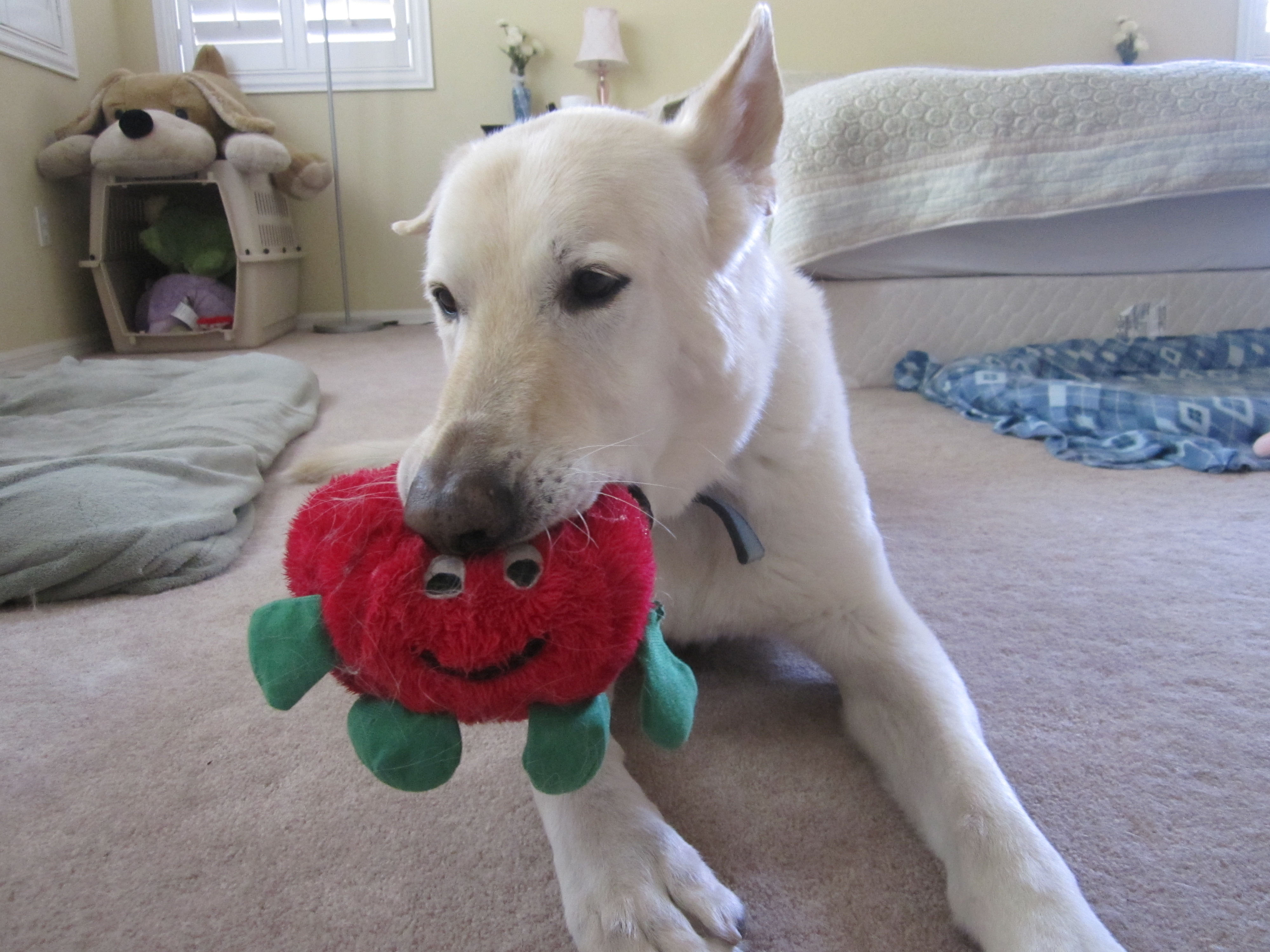 Brucie with his beloved tomato