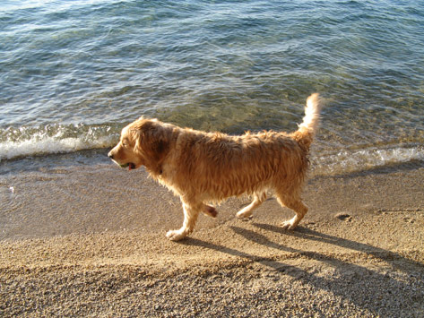 P- walking along Lake Tahoe