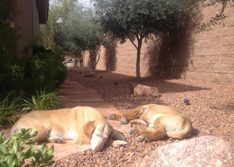 Ickey & Michelle Sunbathing