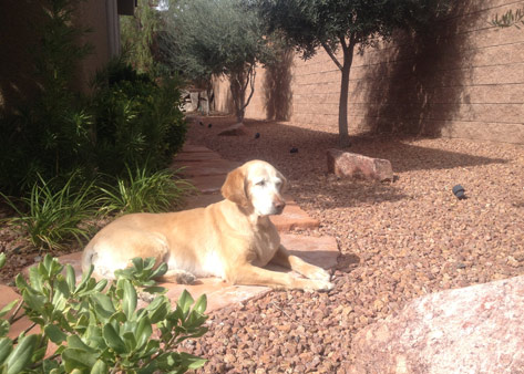 Michelle Sunbathing in the backyard